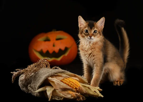 Scary halloween dynia i kot somalijski — Zdjęcie stockowe