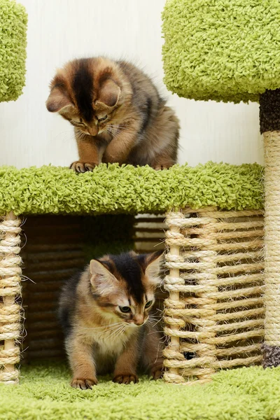 Cute somali kittens indoor — Stock Photo, Image