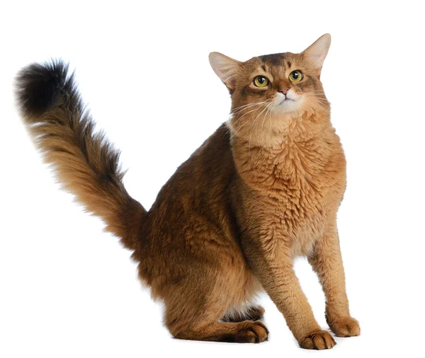 Somali cat isolated on white background — Stock Photo, Image