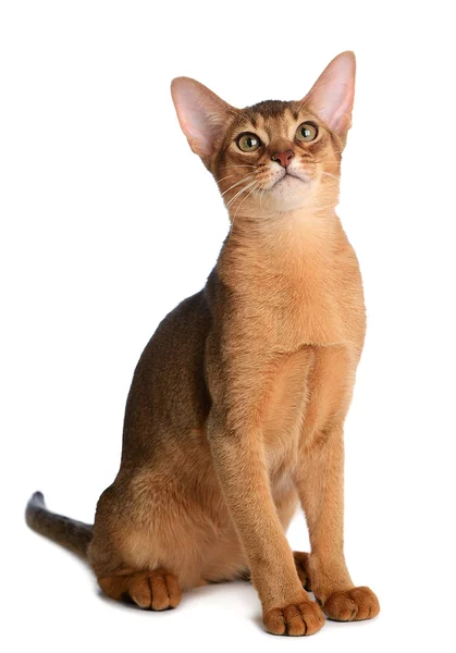 Beyaz arka plan üzerinde izole abyssinian genç kedi — Stok fotoğraf