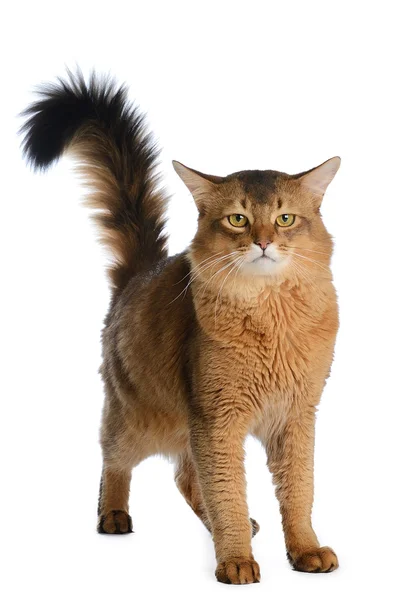 Somali cat isolated on white background — Stock Photo, Image