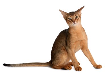 Beyaz arka plan üzerinde izole abyssinian genç kedi