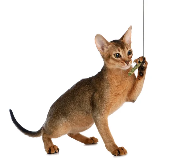 Abyssinian young cat isolated on white background — Stock Photo, Image