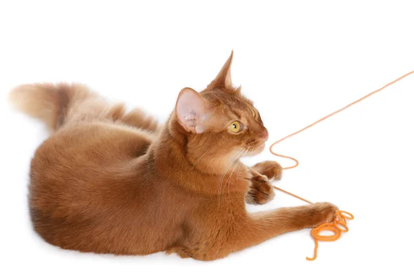 Gato somalí aislado sobre fondo blanco —  Fotos de Stock