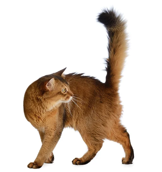 Somali cat isolated on white background — Stock Photo, Image