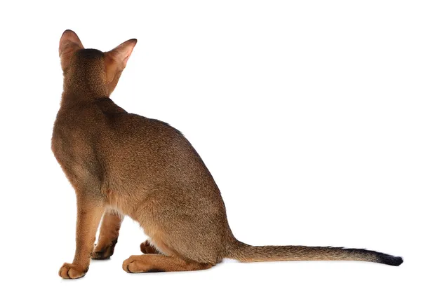 แมวหนุ่ม Abyssinian แยกกันบนพื้นหลังสีขาว — ภาพถ่ายสต็อก