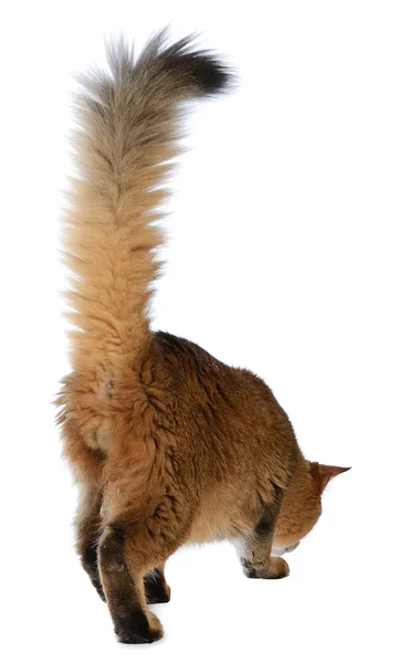 Сомалийская кошка изолирована на белом фоне — стоковое фото