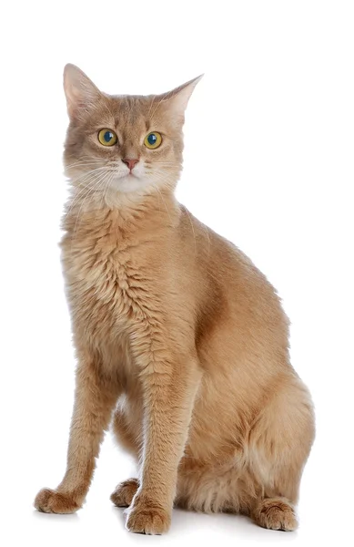 Somali cat isolated on white background — Stock Photo, Image