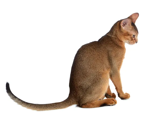 Beyaz arka plan üzerinde izole abyssinian genç kedi — Stok fotoğraf