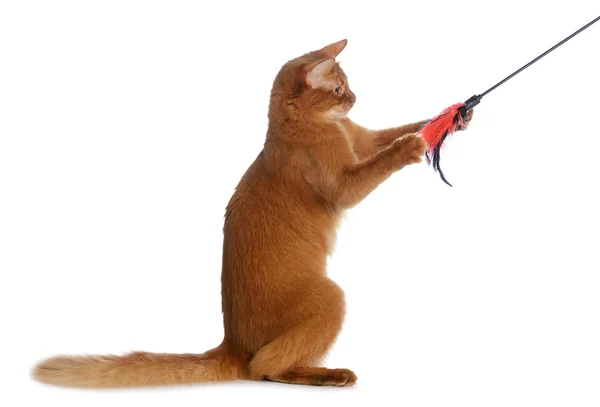 Gato somalí aislado sobre fondo blanco —  Fotos de Stock