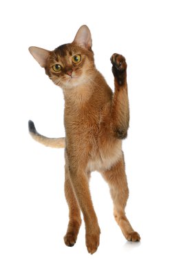 Beyaz arka plan üzerinde izole abyssinian genç kedi