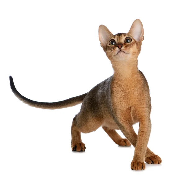 Beyaz arka plan üzerinde izole abyssinian genç kedi — Stok fotoğraf