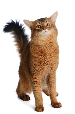 beyaz zemin üzerinde izole Somali kedi