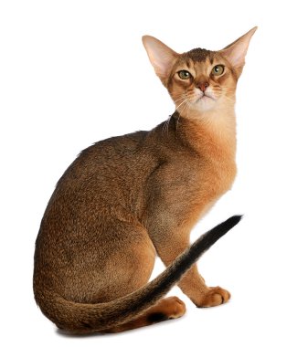 Beyaz arka plan üzerinde izole abyssinian genç kedi