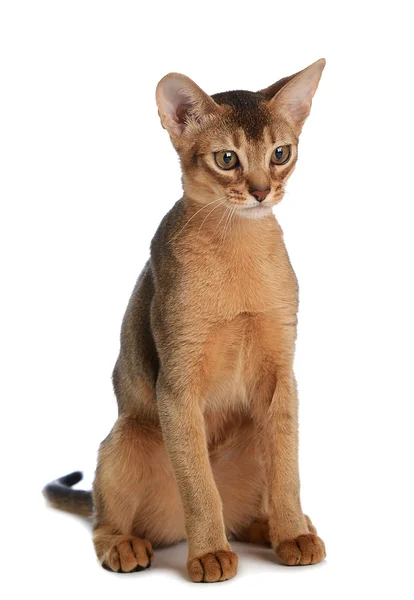 Beyaz arka plan üzerinde izole abyssinian genç kedi — Stok fotoğraf