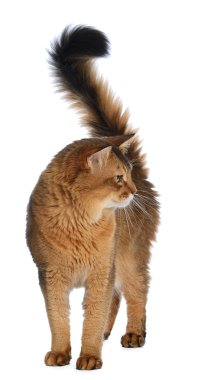 beyaz zemin üzerinde izole Somali kedi