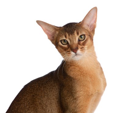 Beyaz arka plan üzerinde izole abyssinian genç kedi