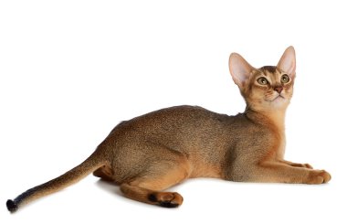 Beyaz arka plan üzerinde izole abyssinian genç kedi