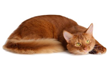 beyaz zemin üzerinde izole Somali kedi