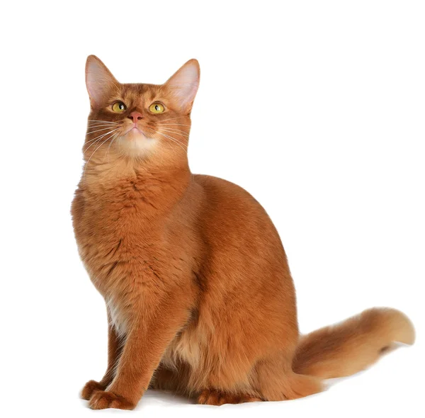 Somali cat isolated on white background — Stock Photo, Image