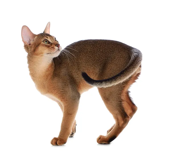 Beyaz arka plan üzerinde izole abyssinian genç kedi — Stok fotoğraf