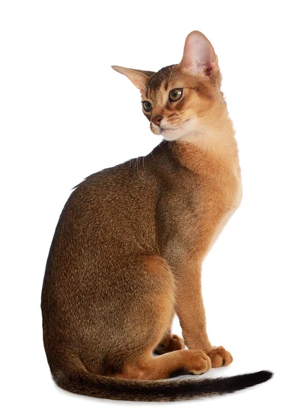 Abyssinian young cat isolated on white background — Stock Photo, Image