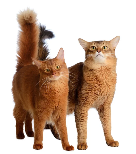 Dvě Somálské kočky izolované na bílém pozadí — Stock fotografie