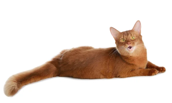 Gato somalí aislado sobre fondo blanco — Foto de Stock