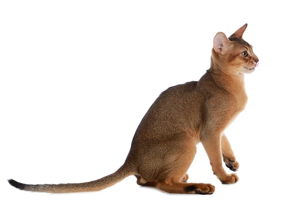 Beyaz arka plan üzerinde izole abyssinian genç kedi — Stok fotoğraf