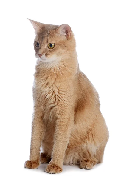 Somali cat isolated on white background — Stock Photo, Image