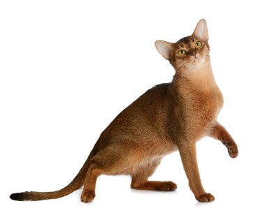 Abyssinian young cat isolated on white background clipart