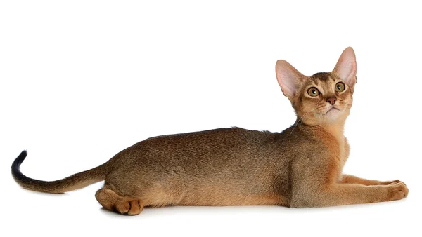 Beyaz arka plan üzerinde izole abyssinian genç kedi — Stok fotoğraf