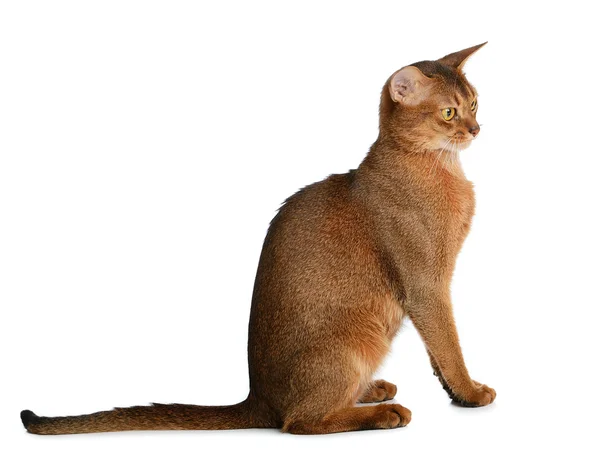 Beyaz arka plan üzerinde izole abyssinian genç kedi — Stok fotoğraf