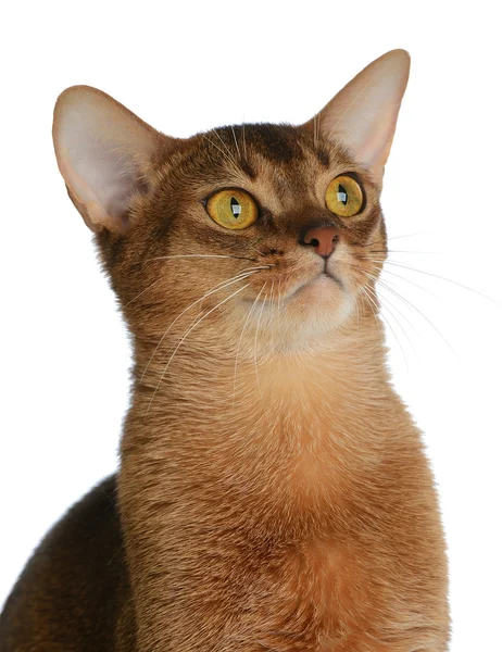 Beyaz arka plan üzerinde izole abyssinian genç kedi — Stok fotoğraf