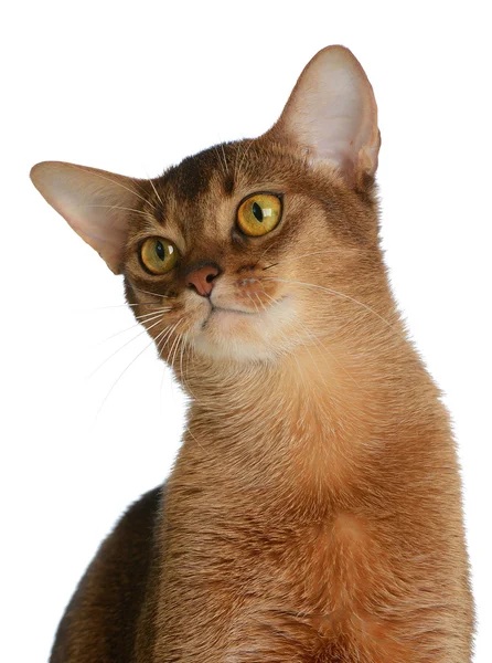 Abyssinian young cat isolated on white background — Stock Photo, Image