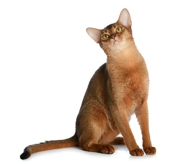 Beyaz arka plan üzerinde izole abyssinian genç kedi — Stok fotoğraf