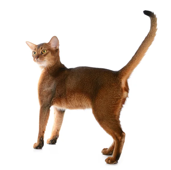 Abyssinian young cat isolated on white background — Stock Photo, Image