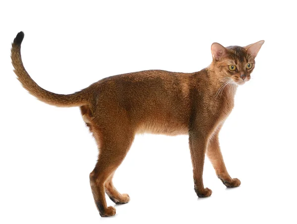 Abyssinian young cat isolated on white background — Stock Photo, Image