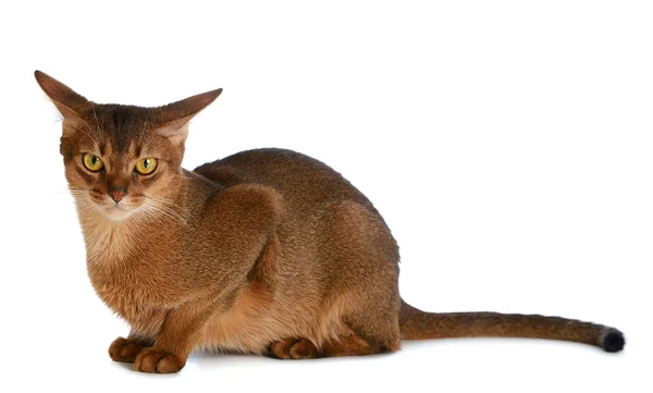 Beyaz arka plan üzerinde izole abyssinian genç kedi — Stok fotoğraf