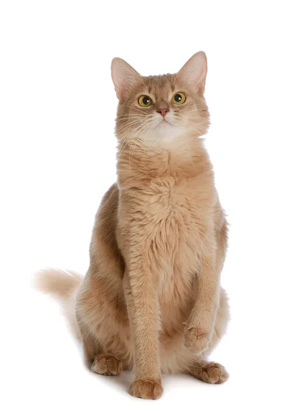 Somali cat isolated on white background — Stock Photo, Image