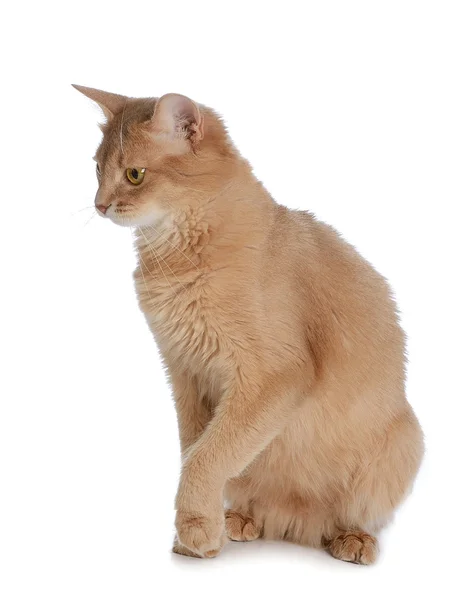 Somali cat isolated on white background — Stock Photo, Image