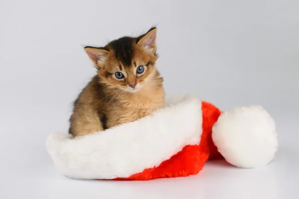 Merry Christmas Cat with Santa hat on white — Stock Photo, Image