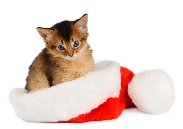 Wesołe Boże Narodzenie Cat z Santa kapelusz na białym tle Obrazy Stockowe bez tantiem