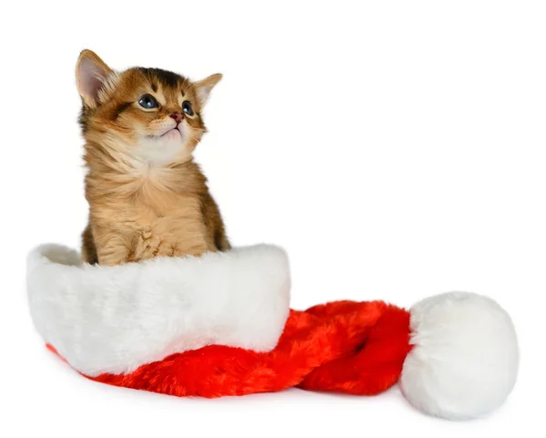 Merry Christmas Cat with Santa hat on white — Stock Photo, Image