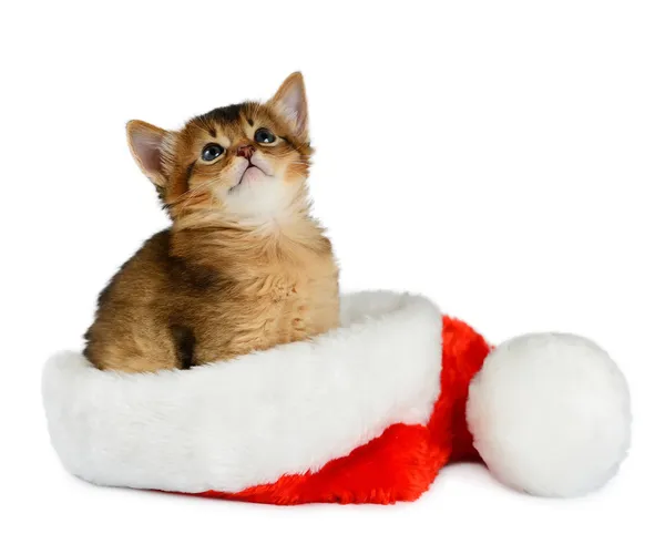 Merry Christmas Cat with Santa hat on white — Stock Photo, Image