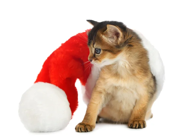 Merry Christmas Cat with Santa hat on white — Stock Photo, Image