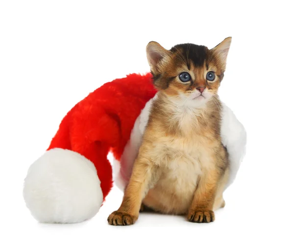 メリー クリスマス猫白のサンタ帽子 — ストック写真