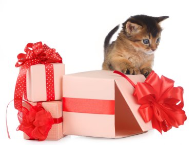 şirin somali kedi yavrusu hediye kutusu