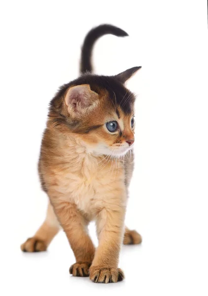 Cute somali kitten — Stock Photo, Image