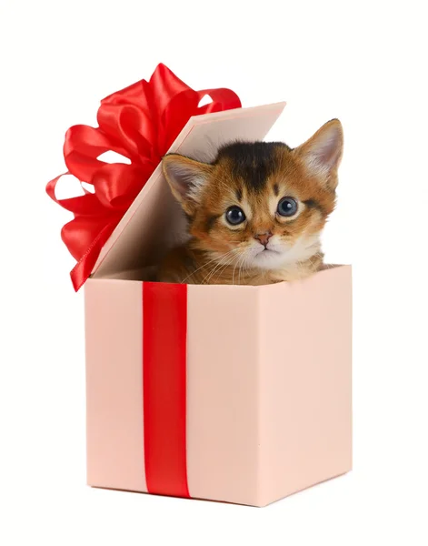 Cute somali kitten in a present box — Stock Photo, Image